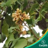 Guaribu-Amarelo