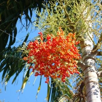 Palmeira Carpentária