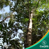 Capororoca do Campo