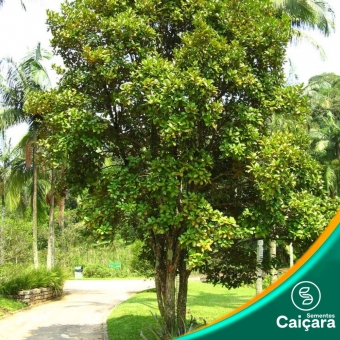 Grumixama – Eugenia