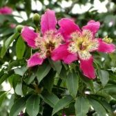 Paineira Rosa