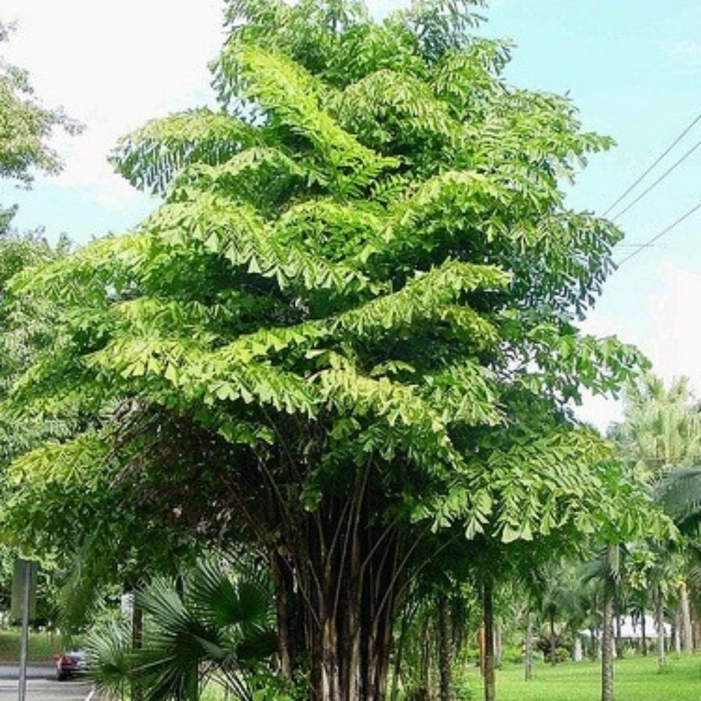 Palmeira Cariota