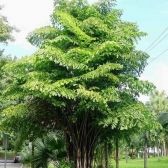 Palmeira Cariota