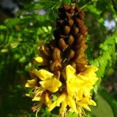 Sibipiruna