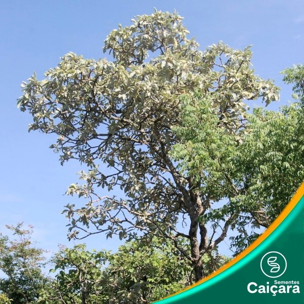 Peroba do Cerrado