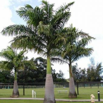 Palmeira Imperial de Cuba
