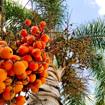 Palmeira Rabo de Raposa