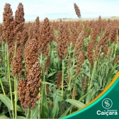 Sorgo Forrageiro