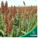 Sorgo Forrageiro