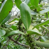 Capororoca do Campo
