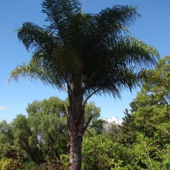Palmeira Licuri