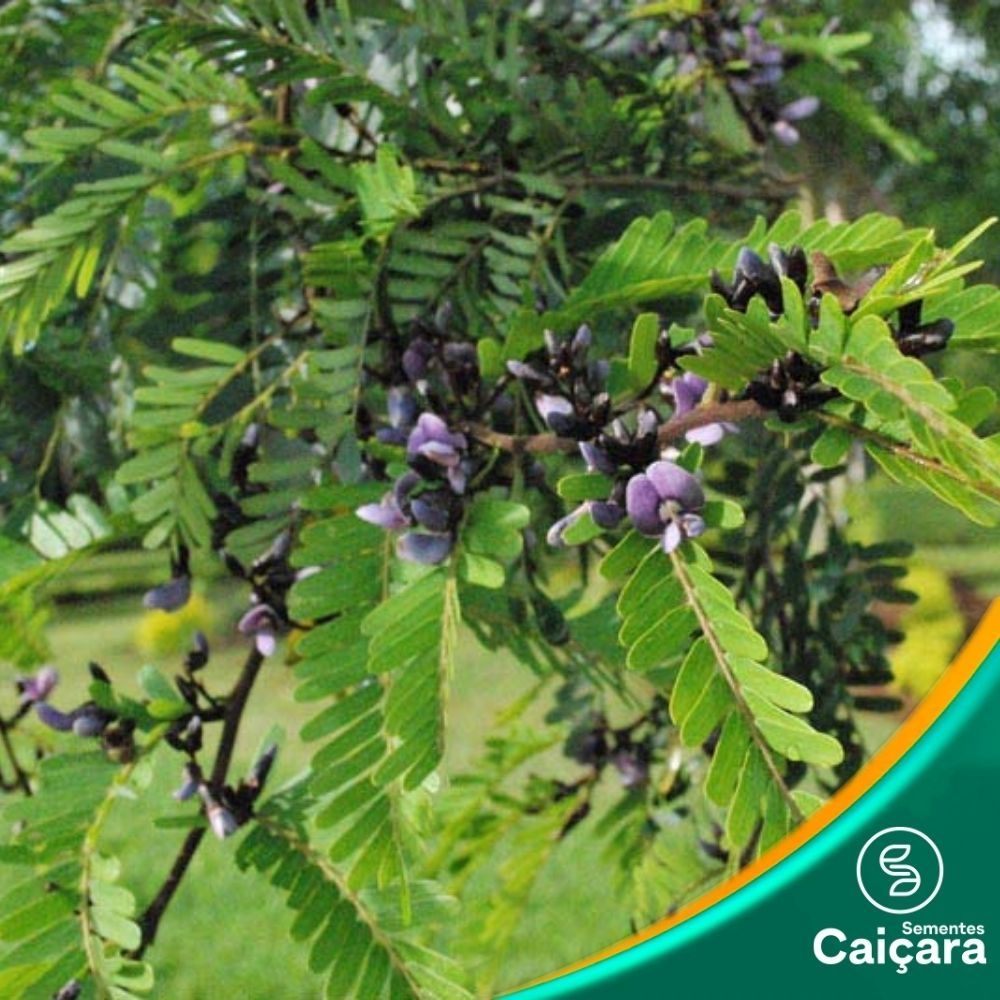 Jacarandá Bico de Pato