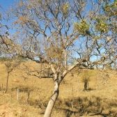 Tingui do Cerrado