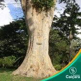 Farinha Seca