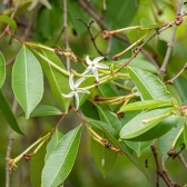 Mangaba