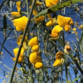 Crotalária Juncea