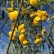 Crotalária Juncea