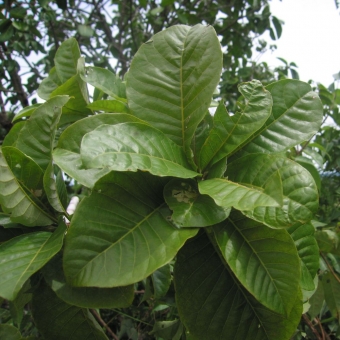 Guatambu do Cerrado, Peroba Cetim
