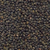 Crotalária Spectabilis