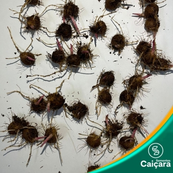 Sementes de Açai germinadas.