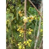 Eucalipto Camaldulensis