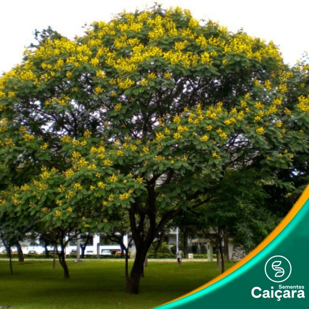 Canafístula