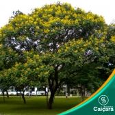 Canafístula