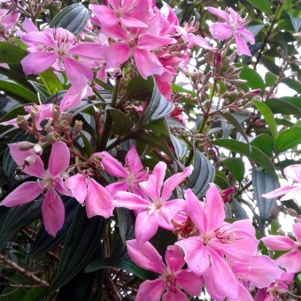 Quaresmeira Rosa