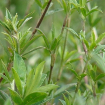 Estilosante Campo Grande