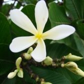 Pau de Leite do Cerrado