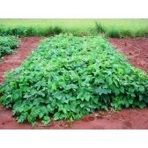 Mucuna Preta