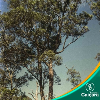 Eucalipto robusta