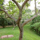 Lobeira da Mata