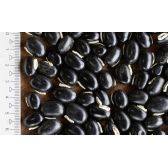 Mucuna Preta