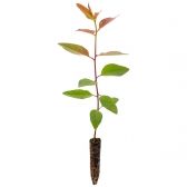 Eucalipto Urophylla