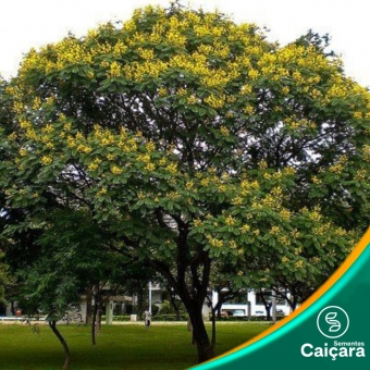 Pau-brasil