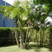 Areca-Bambu