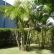 Areca-Bambu