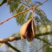Caroba – Jacarandá Mimoso