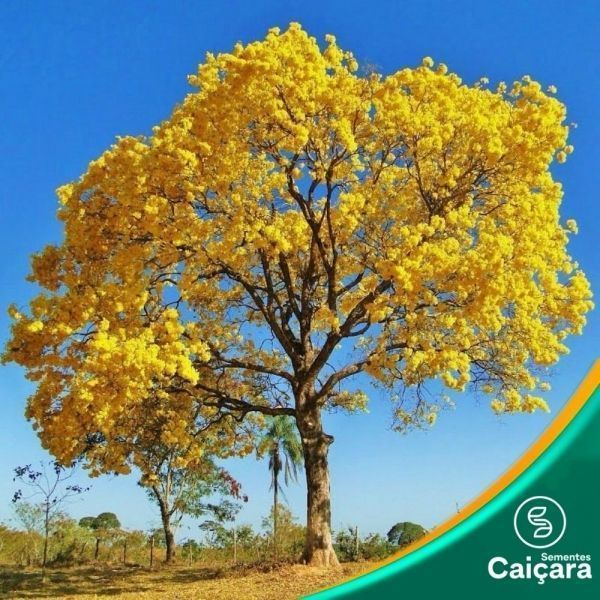 Ipê Amarelo Cascudo - Sementes Caiçara