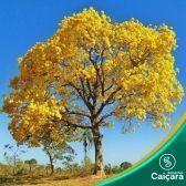 Ipê Amarelo Cascudo