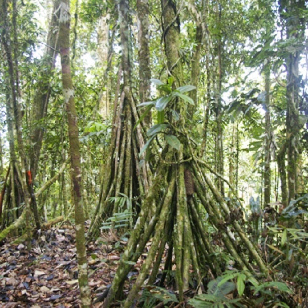 Palmeira Paixubão