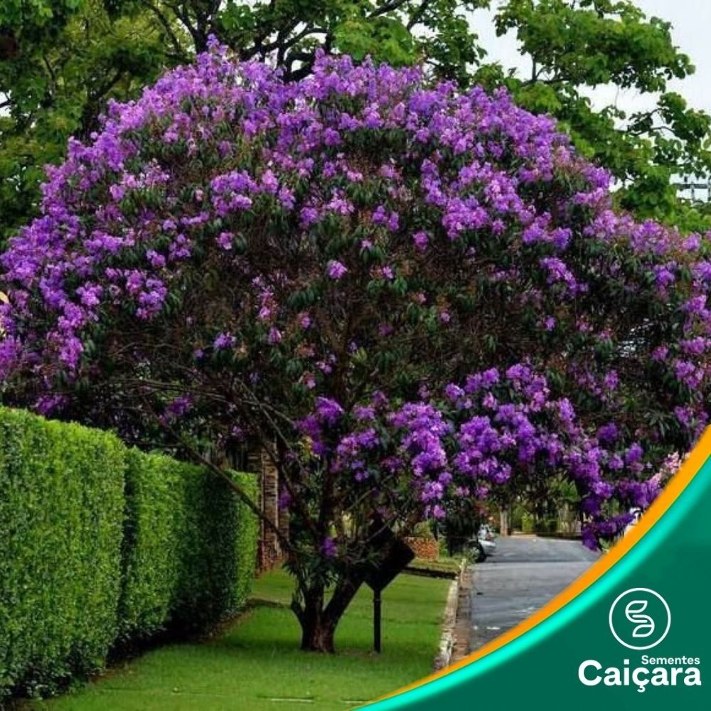 Quaresmeira Roxa