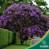 Quaresmeira Roxa
