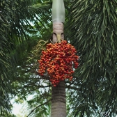 Palmeira Rabo de Raposa
