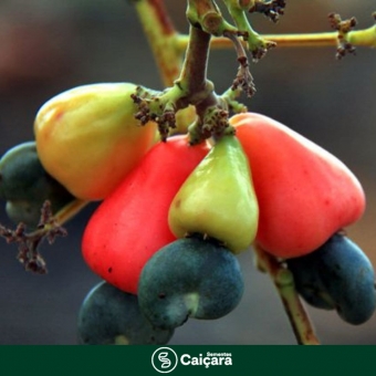 Cajuzinho-do-cerrado