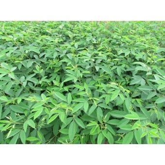 Feijão Guandu - Fava Larga