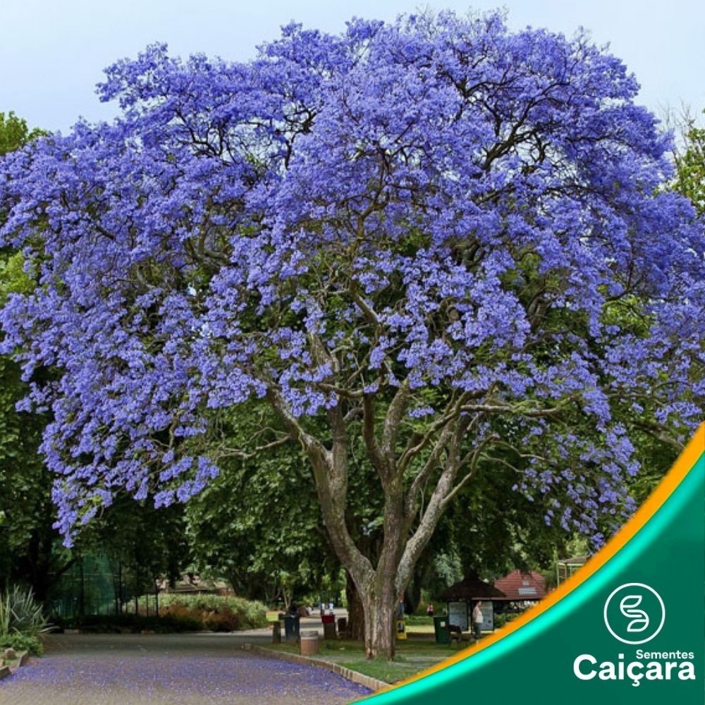 Caroba – Jacarandá Mimoso