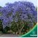 Caroba – Jacarandá Mimoso