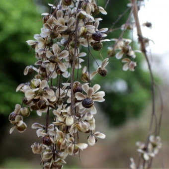 Aroeira Verdadeira- Aroeira Preta